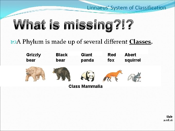 Linnaeus' System of Classification What is missing? !? A Phylum is made up of