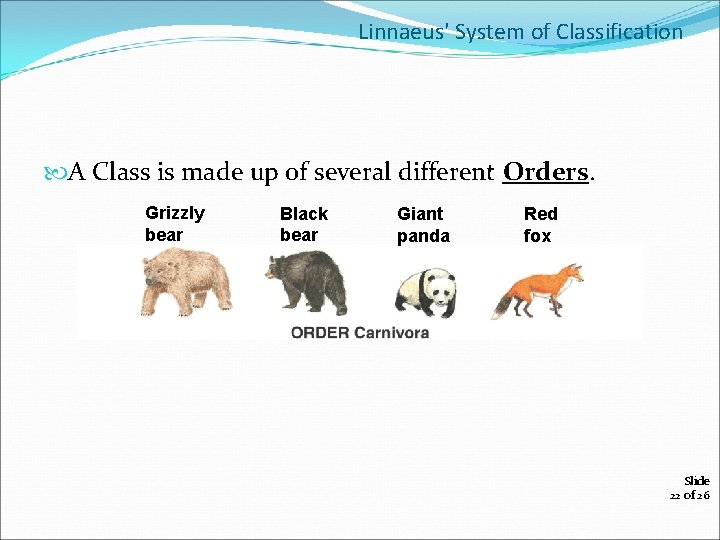 Linnaeus' System of Classification A Class is made up of several different Orders. Grizzly