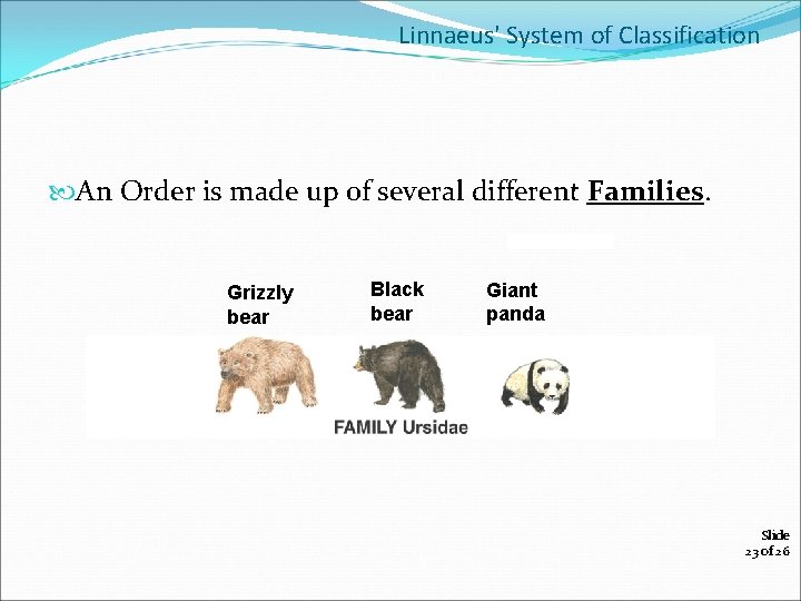 Linnaeus' System of Classification An Order is made up of several different Families. Grizzly