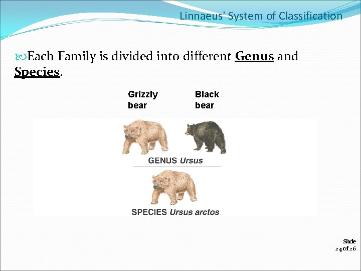 Linnaeus' System of Classification Each Family is divided into different Genus and Species. Grizzly
