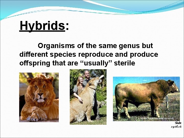 Hybrids: Organisms of the same genus but different species reproduce and produce offspring that