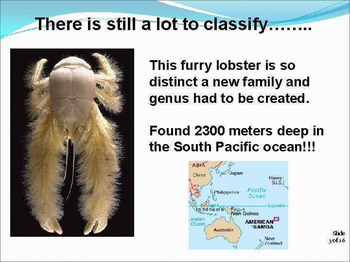 There is still a lot to classify……. . This furry lobster is so distinct