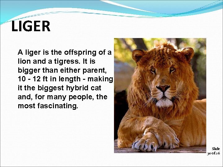 LIGER A liger is the offspring of a lion and a tigress. It is