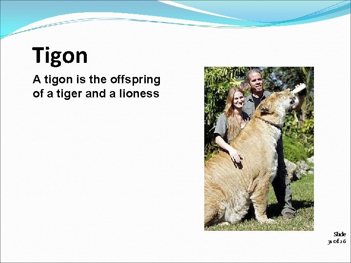 Tigon A tigon is the offspring of a tiger and a lioness. Slide 31