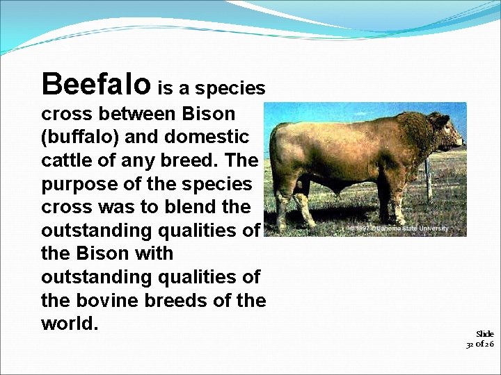 s Beefalo is a species cross between Bison (buffalo) and domestic cattle of any