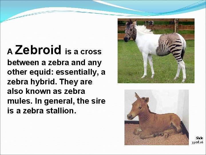 A Zebroid is a cross between a zebra and any other equid: essentially, a