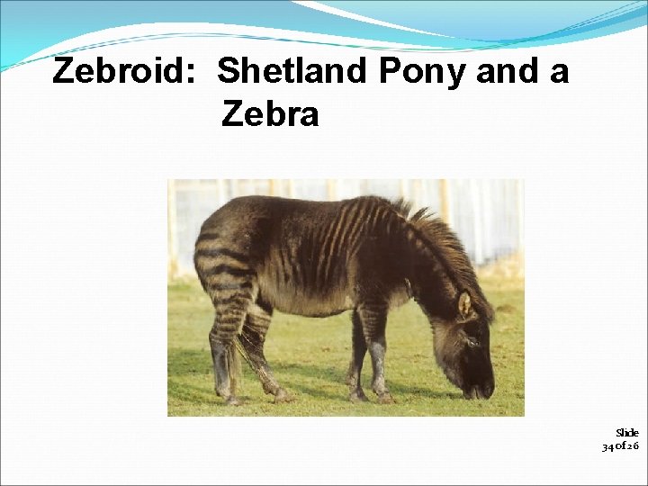 Zebroid: Shetland Pony and a Zebra Slide 34 of 26 