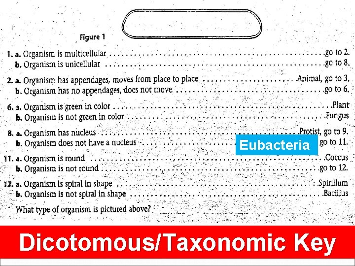 Eubacteria Dicotomous/Taxonomic Key Slide 35 of 26 