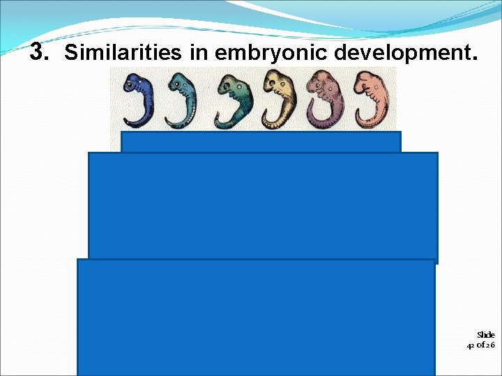 3. Similarities in embryonic development. Slide 42 of 26 