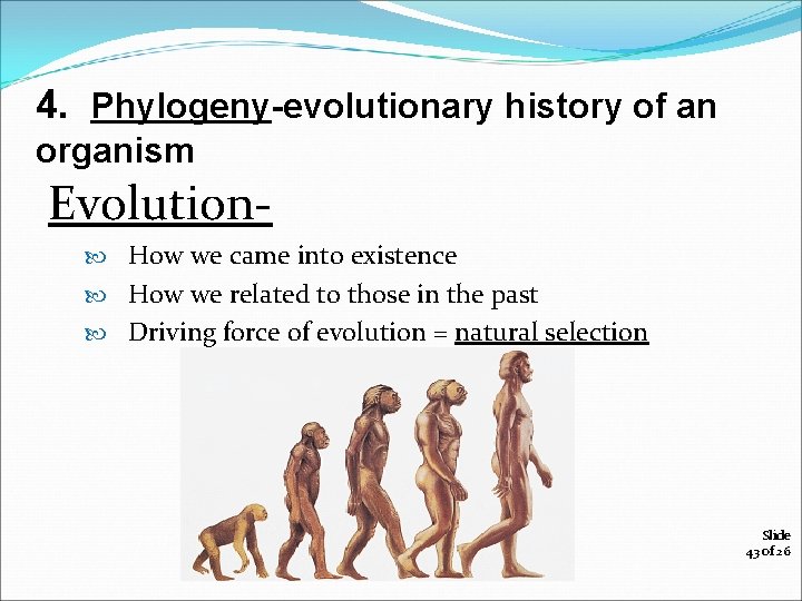 4. Phylogeny-evolutionary history of an organism Evolution How we came into existence How we