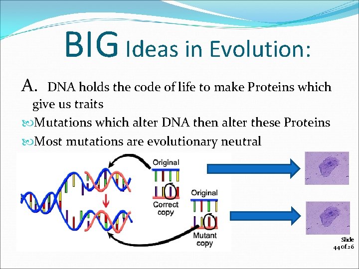 BIG Ideas in Evolution: A. DNA holds the code of life to make Proteins