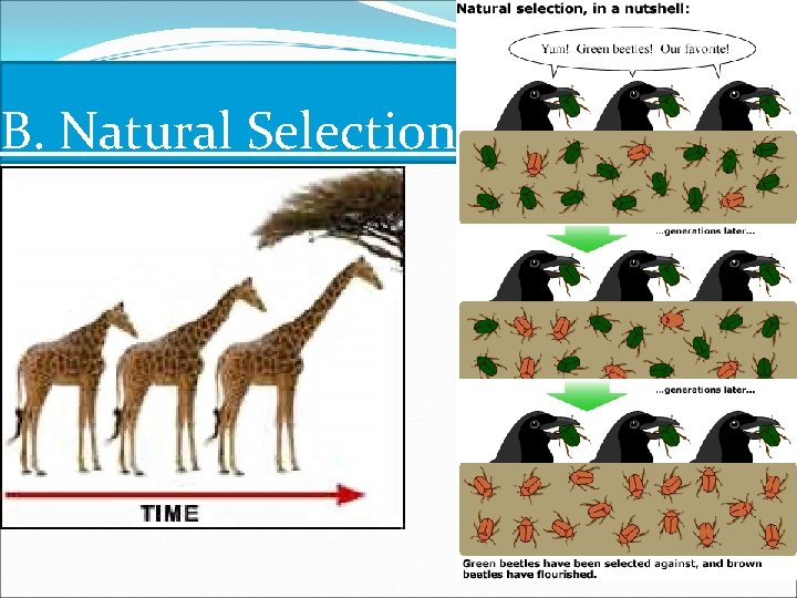 B. Natural Selection Slide 45 of 26 