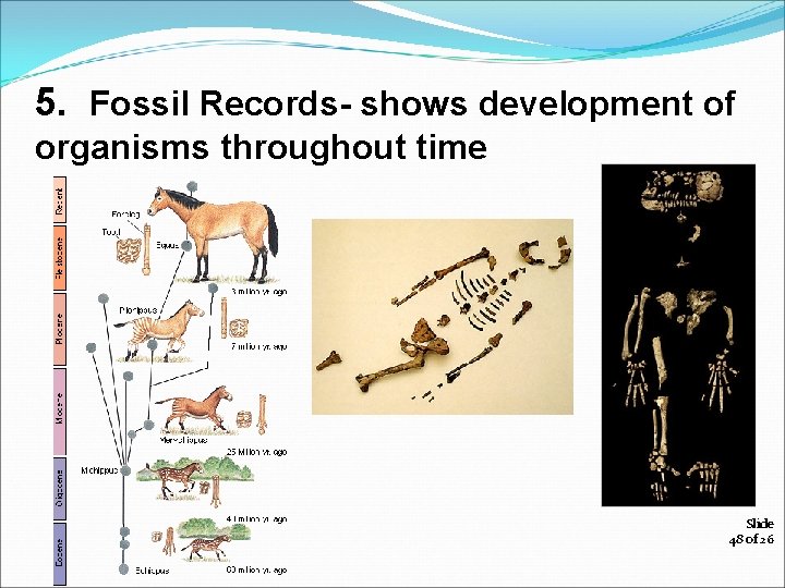5. Fossil Records- shows development of organisms throughout time Slide 48 of 26 