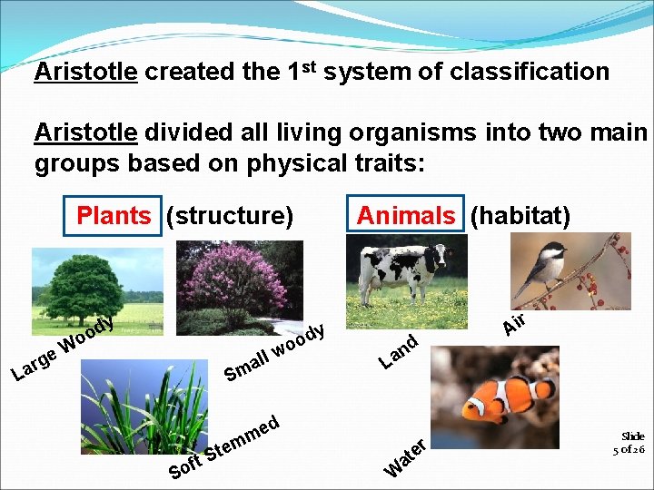 Aristotle created the 1 st system of classification Aristotle divided all living organisms into