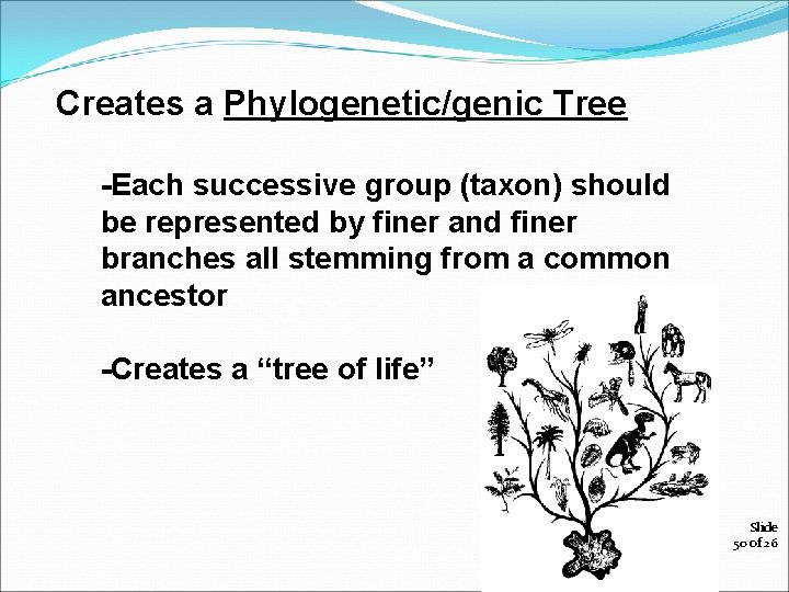 Creates a Phylogenetic/genic Tree -Each successive group (taxon) should be represented by finer and