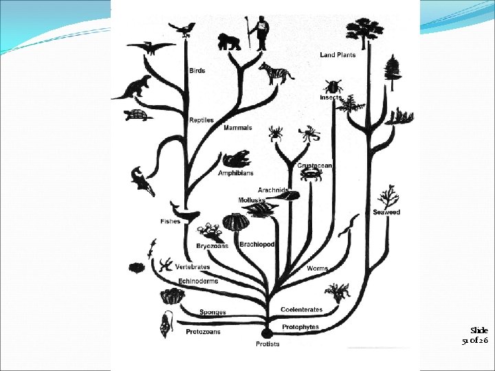 Slide 51 of 26 Copyright Pearson Prentice Hall 