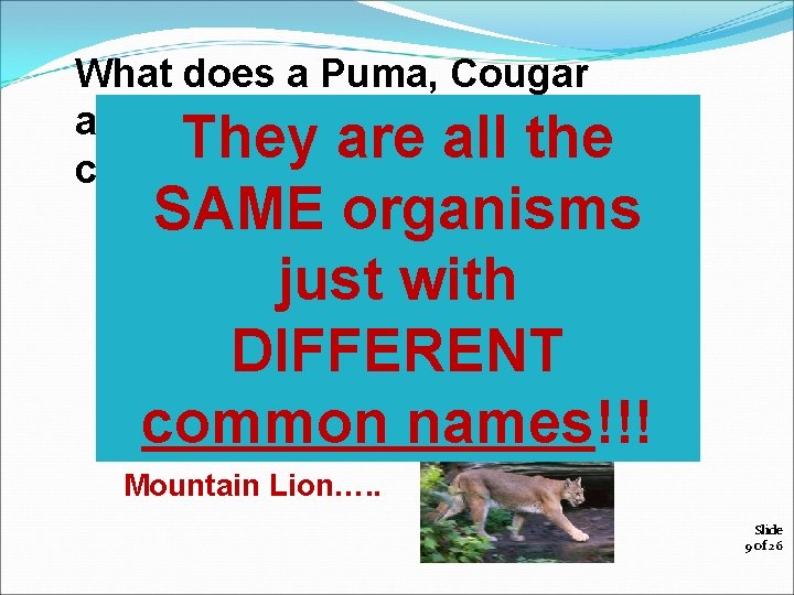 What does a Puma, Cougar and Mountain Lion have in They are all the
