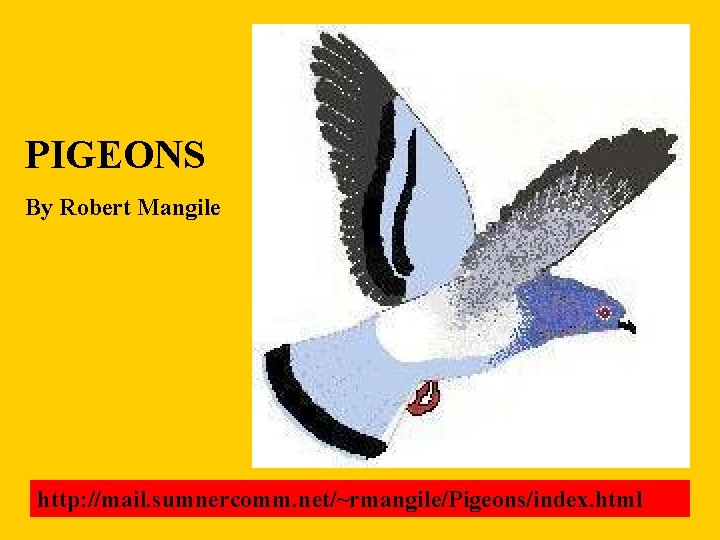 PIGEONS By Robert Mangile http: //mail. sumnercomm. net/~rmangile/Pigeons/index. html 