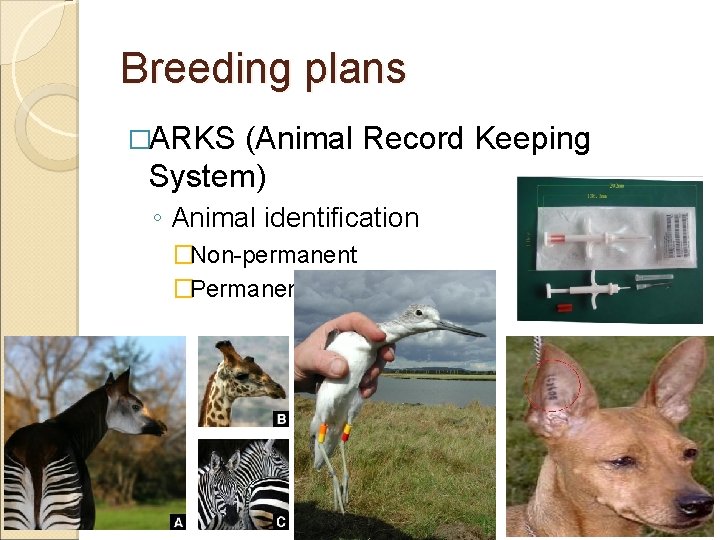 Breeding plans �ARKS (Animal Record Keeping System) ◦ Animal identification �Non-permanent �Permanent 