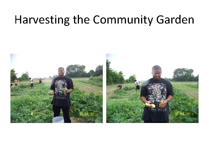 Harvesting the Community Garden 