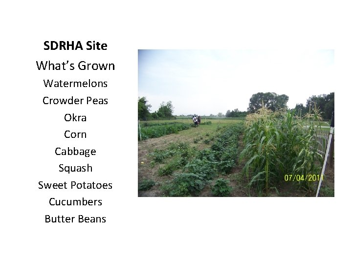 SDRHA Site What’s Grown Watermelons Crowder Peas Okra Corn Cabbage Squash Sweet Potatoes Cucumbers