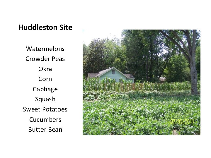 Huddleston Site Watermelons Crowder Peas Okra Corn Cabbage Squash Sweet Potatoes Cucumbers Butter Bean