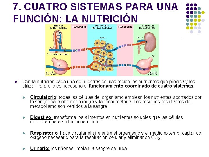 7. CUATRO SISTEMAS PARA UNA FUNCIÓN: LA NUTRICIÓN l Con la nutrición cada una