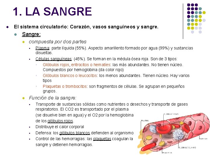 1. LA SANGRE l El sistema circulatorio: Corazón, vasos sanguíneos y sangre. l Sangre: