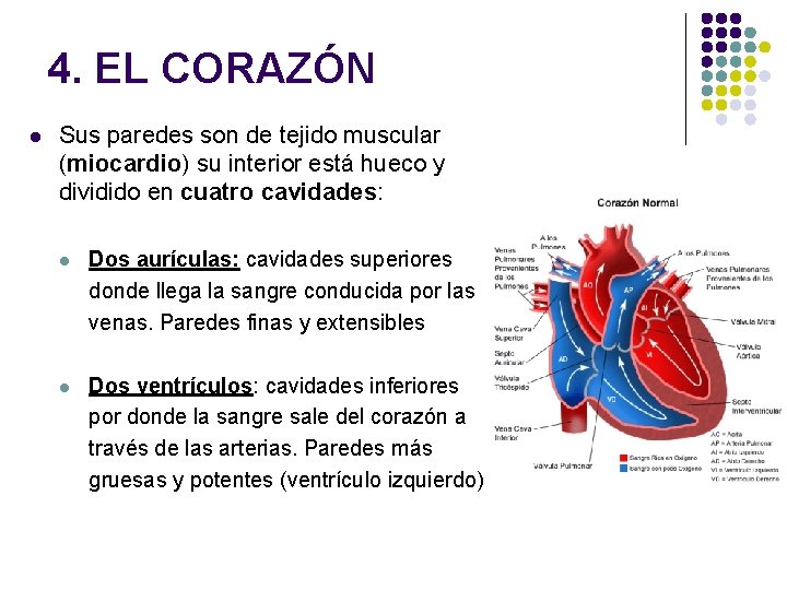 4. EL CORAZÓN l Sus paredes son de tejido muscular (miocardio) su interior está