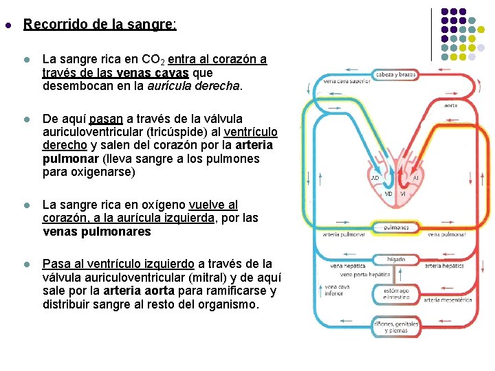 l Recorrido de la sangre: l La sangre rica en CO 2 entra al