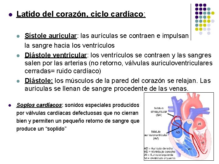 l Latido del corazón, ciclo cardíaco: l l Sístole auricular: las aurículas se contraen