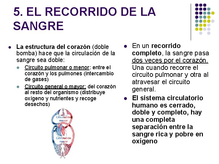 5. EL RECORRIDO DE LA SANGRE l La estructura del corazón (doble bomba) hace