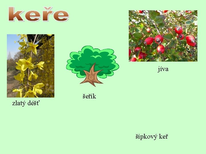jíva zlatý déšť šeřík šípkový keř 