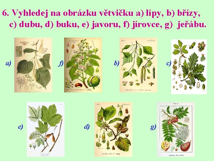 6. Vyhledej na obrázku větvičku a) lípy, b) břízy, c) dubu, d) buku, e)