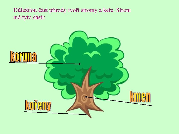 Důležitou část přírody tvoří stromy a keře. Strom má tyto části: 