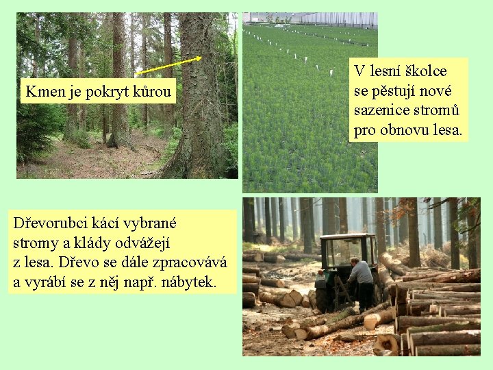 Kmen je pokryt kůrou Dřevorubci kácí vybrané stromy a klády odvážejí z lesa. Dřevo