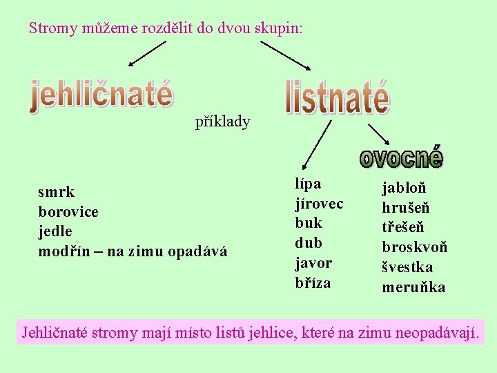 Stromy můžeme rozdělit do dvou skupin: příklady smrk borovice jedle modřín – na zimu