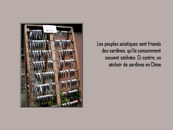 Les peuples asiatiques sont friands des sardines, qu’ils consomment souvent séchées. Ci-contre, un séchoir Les peuples asiatiques sont friands des sardines, qu’ils consomment souvent séchées. Ci-contre, un séchoir