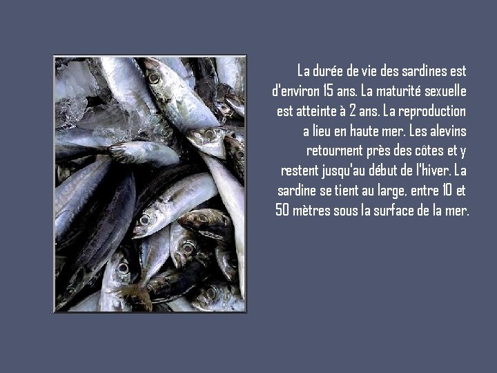 La durée de vie des sardines est d'environ 15 ans. La maturité sexuelle est