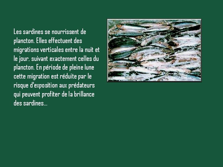 Les sardines se nourrissent de plancton. Elles effectuent des migrations verticales entre la nuit