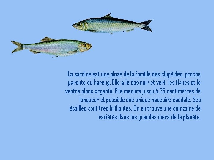 La sardine est une alose de la famille des clupéidés, proche parente du hareng.