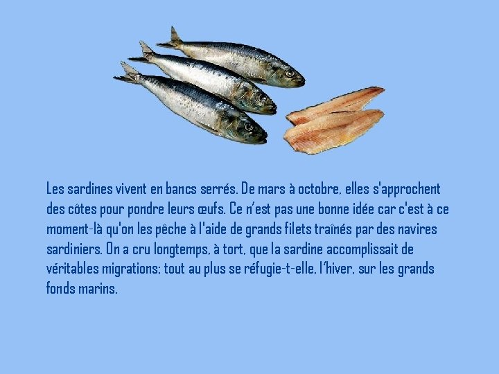 Les sardines vivent en bancs serrés. De mars à octobre, elles s'approchent des côtes