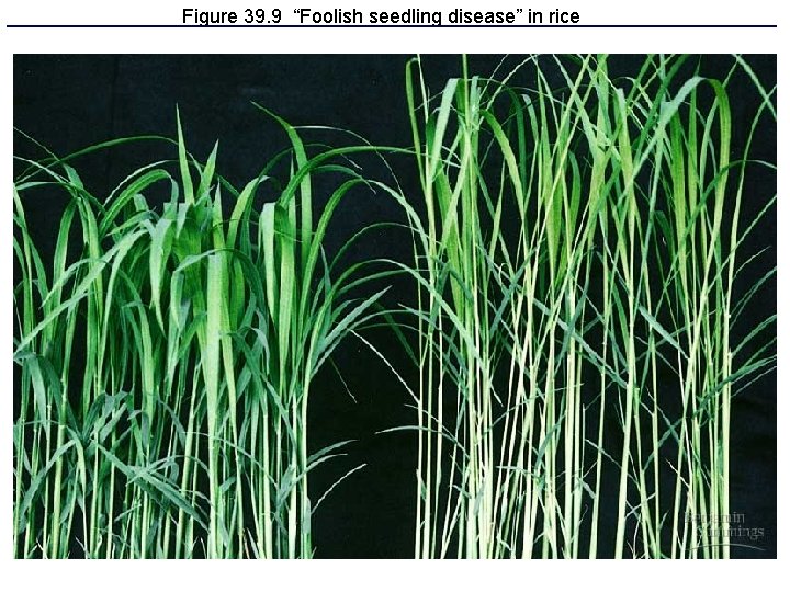 Figure 39. 9 “Foolish seedling disease” in rice Figure 39. 9 “Foolish seedling disease” in rice