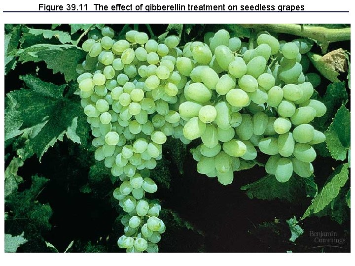 Figure 39. 11 The effect of gibberellin treatment on seedless grapes Figure 39. 11 The effect of gibberellin treatment on seedless grapes