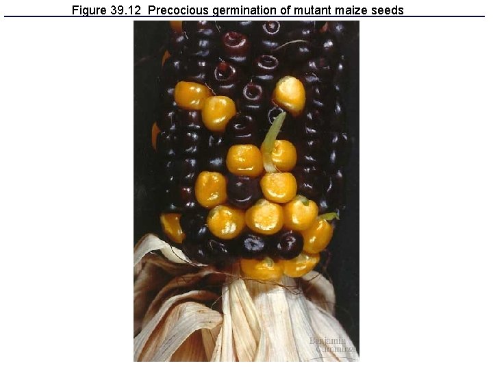 Figure 39. 12 Precocious germination of mutant maize seeds Figure 39. 12 Precocious germination of mutant maize seeds