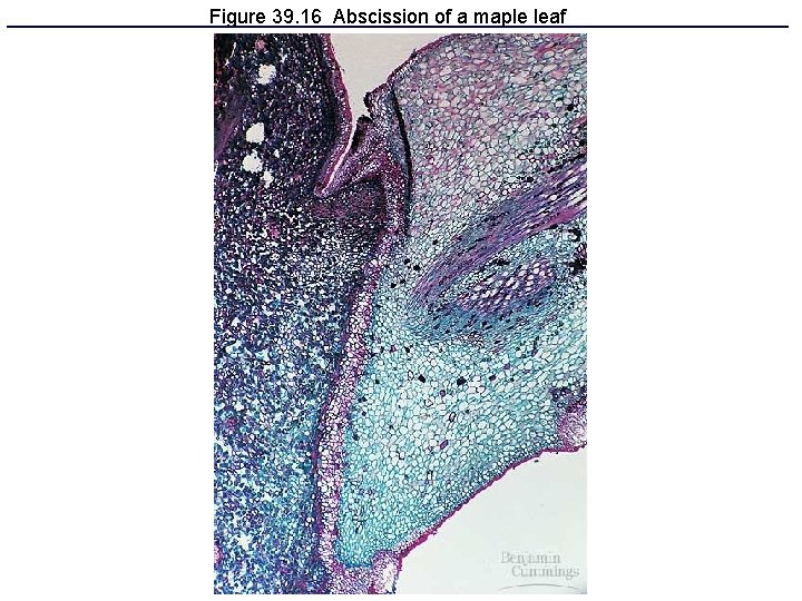 Figure 39. 16 Abscission of a maple leaf Figure 39. 16 Abscission of a maple leaf