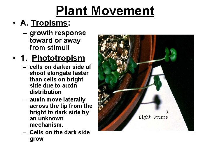 Plant Movement • A. Tropisms: – growth response toward or away from stimuli • Plant Movement • A. Tropisms: – growth response toward or away from stimuli •