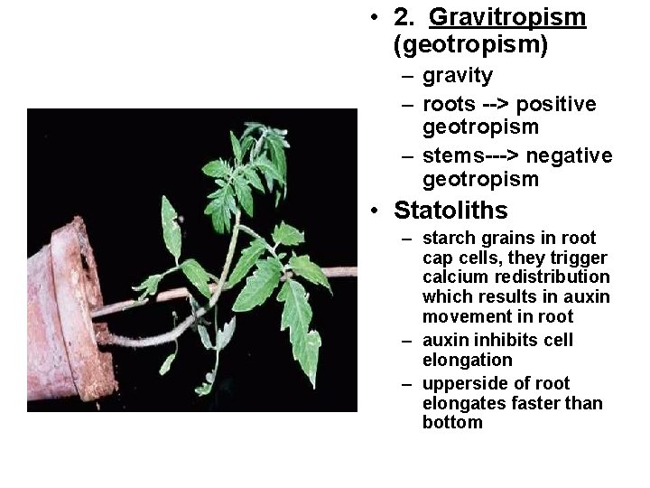 • 2. Gravitropism (geotropism) – gravity – roots --> positive geotropism – stems---> • 2. Gravitropism (geotropism) – gravity – roots --> positive geotropism – stems--->