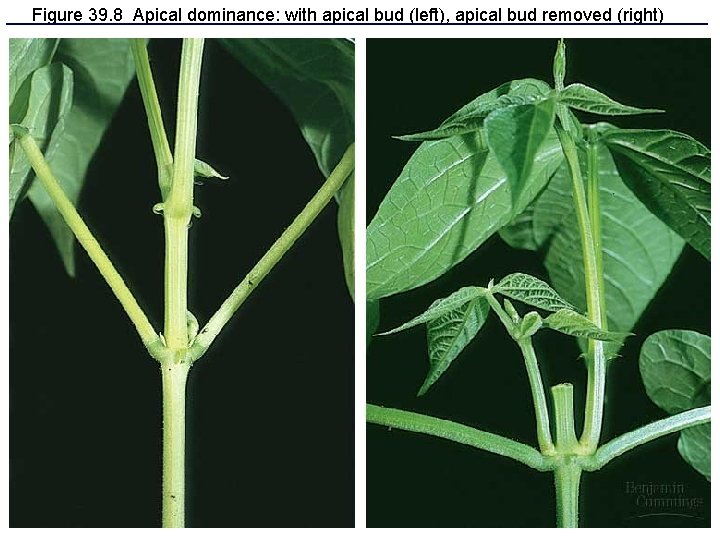 Figure 39. 8 Apical dominance: with apical bud (left), apical bud removed (right) Figure 39. 8 Apical dominance: with apical bud (left), apical bud removed (right)