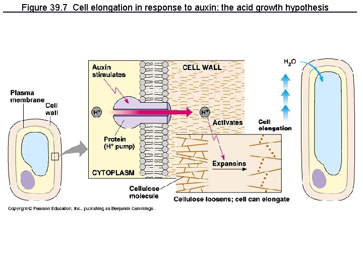 Figure 39. 7 Cell elongation in response to auxin: the acid growth hypothesis Figure 39. 7 Cell elongation in response to auxin: the acid growth hypothesis